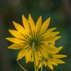 USA-New Jersey-Cape May National Seashore Close-up of yellow flowers Art Print